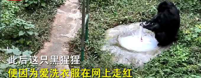 重庆动物园黑猩猩爱洗衣被评为“动物界劳模” 娴熟的手法看笑网友：比我勤快！