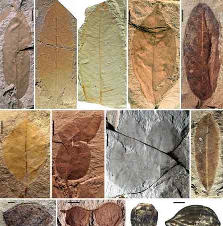重磅！福建发现约1500万年前的化石宝库 庞大生物群“现世”