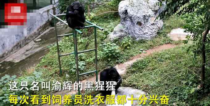 重庆动物园黑猩猩爱洗衣被评为“动物界劳模” 娴熟的手法看笑网友：比我勤快！