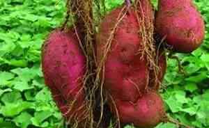 红薯催芽绝招 本以为种红薯很简单，没想到却种错几十年！这次彻底懂了！