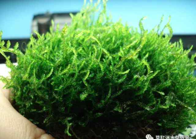 鹿角苔 草缸迷·百科——常见莫斯品种