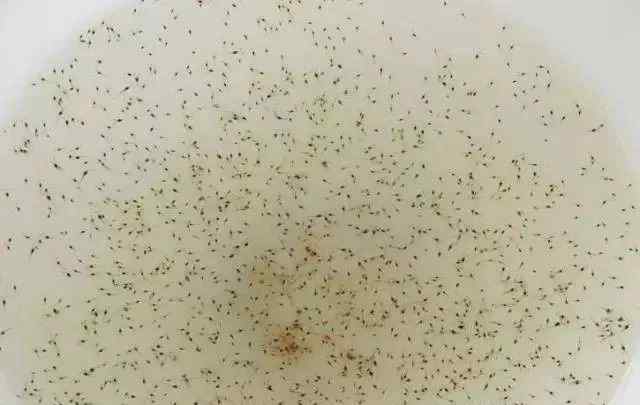 南美白对虾苗 南美白对虾如何选虾苗？什么样的苗好？