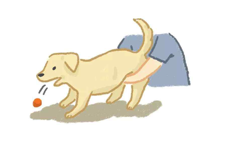 狗卡住喉咙的自救方法 狗狗吞异物被噎别慌，学会这个动作在家就能抢救！