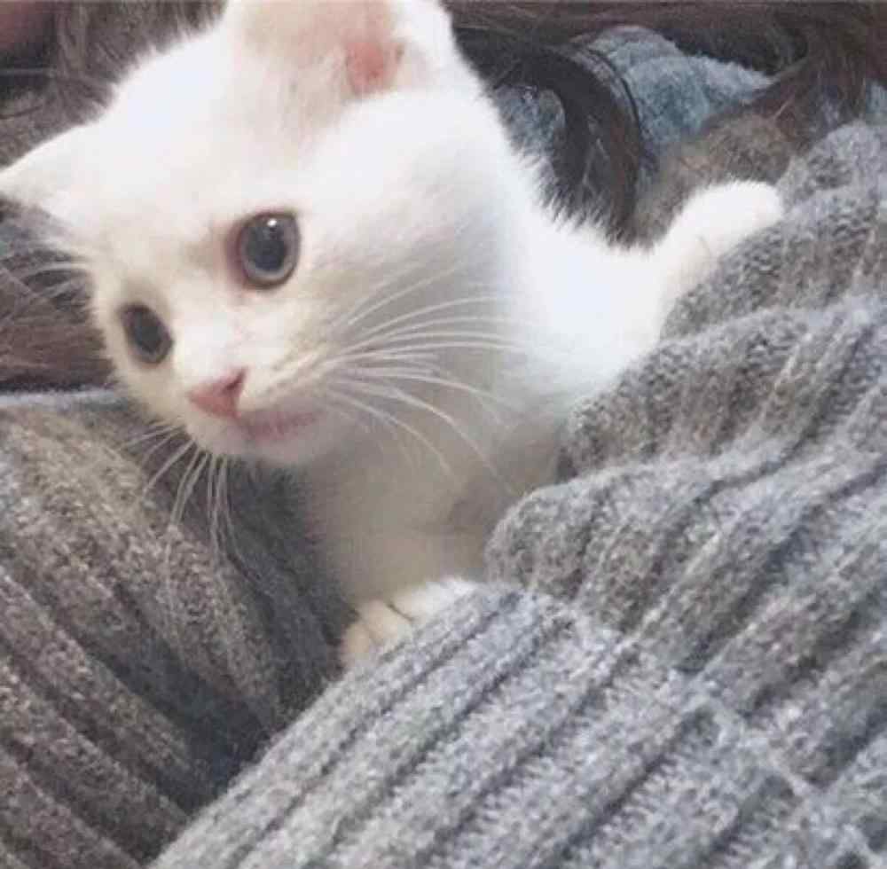 猫能吃什么水果 主人注意：这些水果，猫咪不能吃！