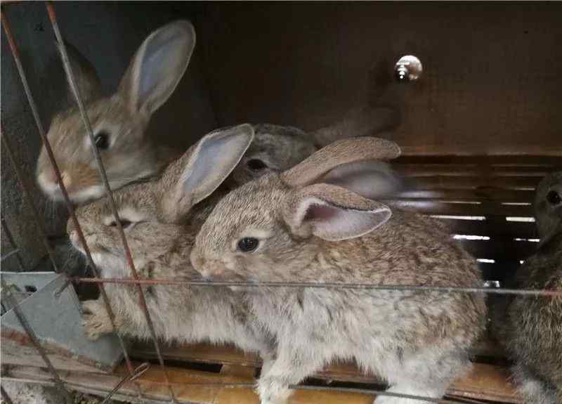种兔养殖价格 肉兔种兔养殖杂交野兔种兔价格