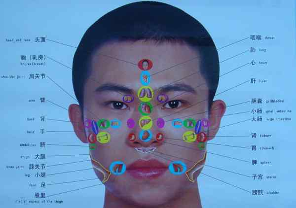 鼻梁上长斑与脏腑图 珍藏版人体全息图（附：手诊/面诊）