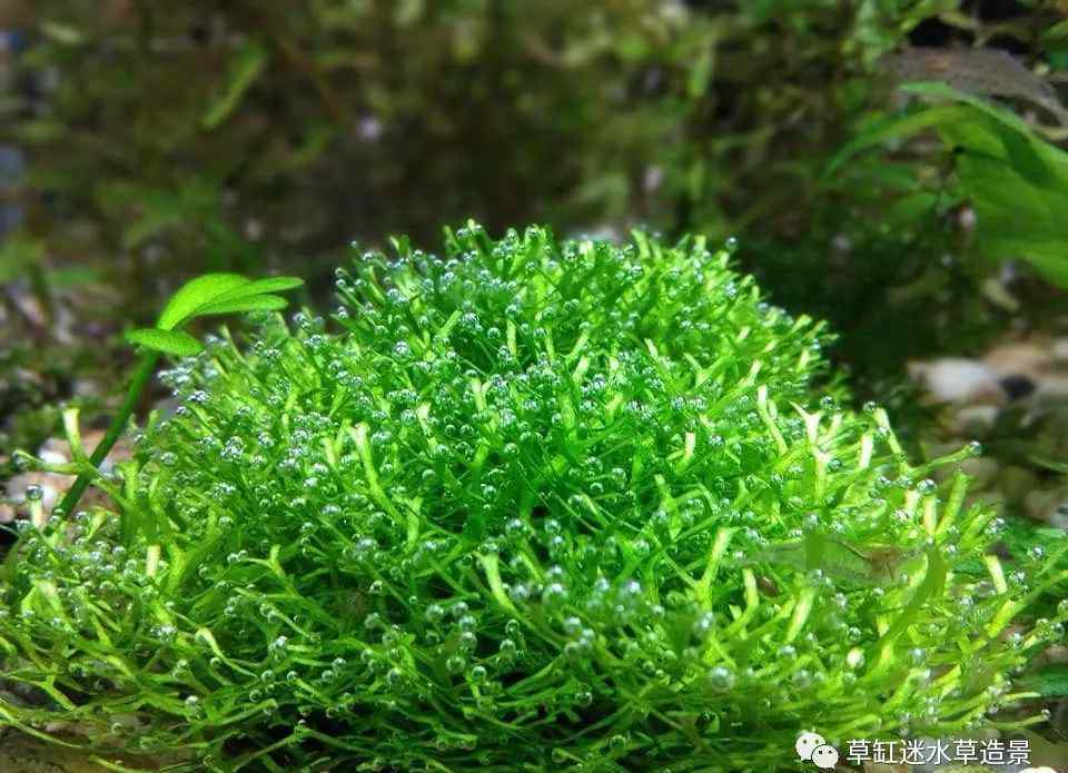 鹿角苔 草缸迷·百科——常见莫斯品种