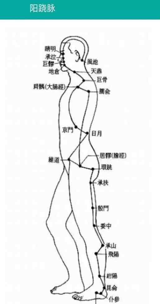阳跷脉 奇经八脉中以任脉、督脉的穴位运用最广