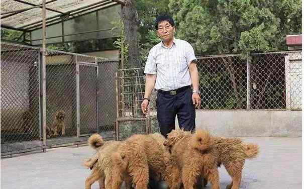 天价藏獒 曾经4000万一只，如今却无人问津，藏獒的天价成为泡沫！
