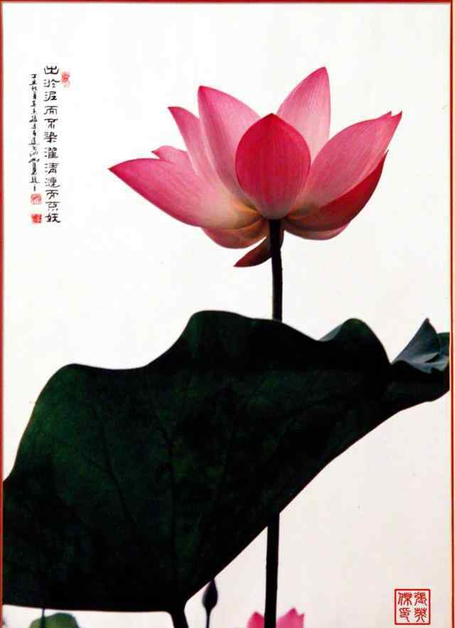 张英杰 著名摄影师张英杰摄影作品赏析