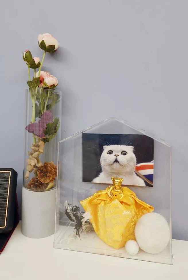 为什么养折耳猫很残忍 折耳猫有多可爱，人类就有多残忍