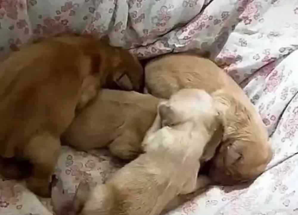 狗生小狗间隔8个小时了 辟谣：狗狗生娃时间超过10小时，一定有危险？须知狗狗情绪是重点