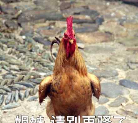 鸡笼警告是什么意思 鸡笼警告是什么梗