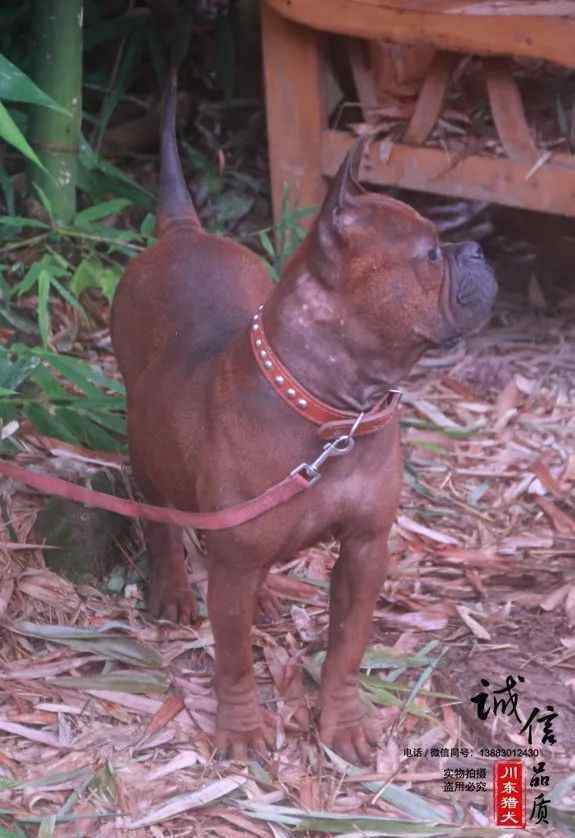 川东猎犬 川东猎犬图鉴，犬名：苗苗 母犬