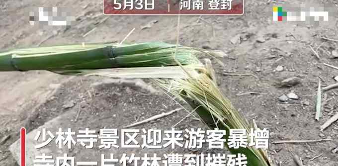 少林寺竹林被上百游客刻字 还有人吊在上边“荡秋千”！网友怒了