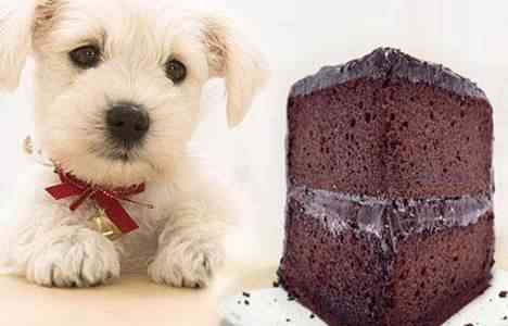 狗吃了巧克力多久发作 狗吃巧克力会死掉吗