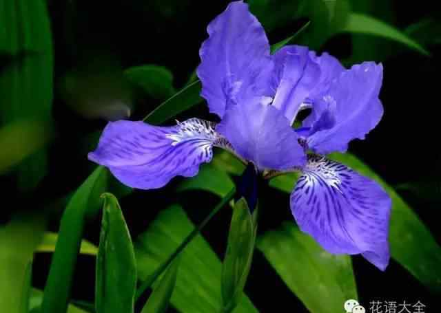 鸢尾花的花语 鸢尾花花语是什么？鸢尾花的寓意