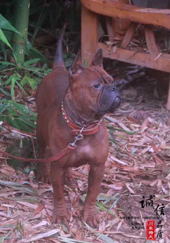 川东猎犬 川东猎犬图鉴，犬名：苗苗 母犬
