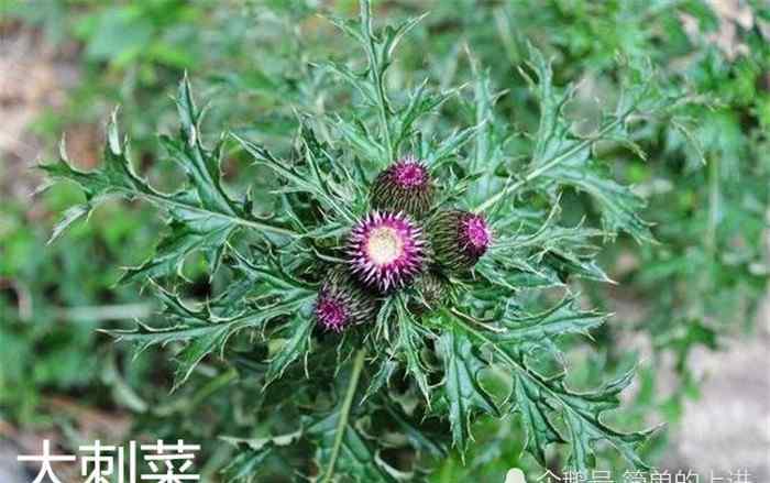 刺菜图片 不要怕刺菜扎手，它很好吃，还是中药