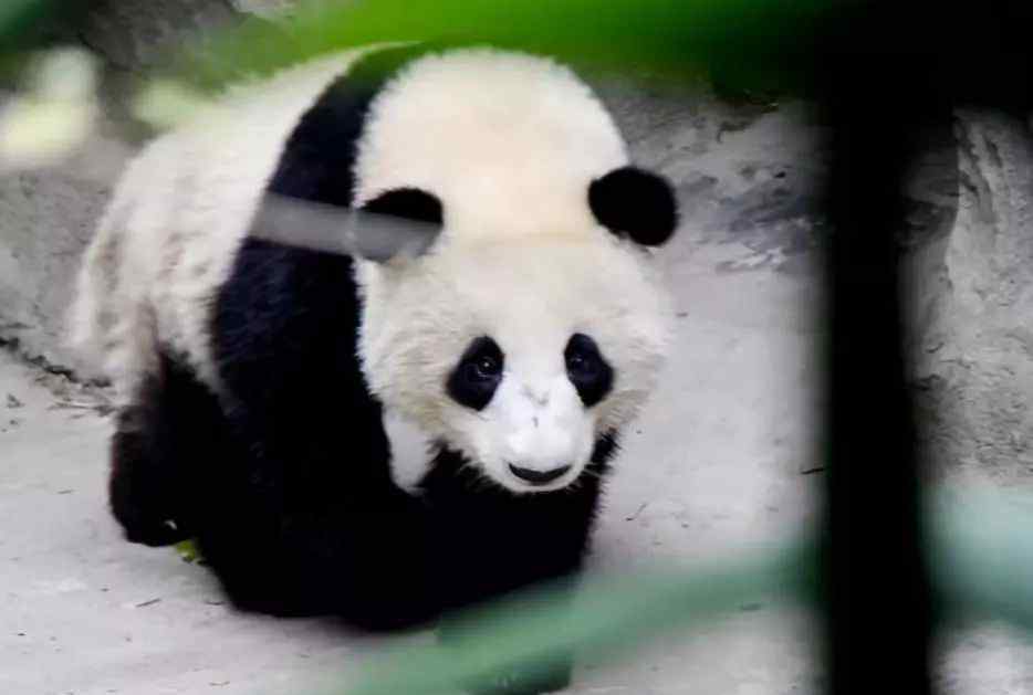 熊猫屋 官宣：成都“熊猫星球”将迎来一只趴着的超级“大熊猫”