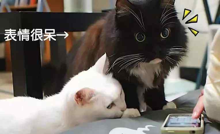如何让猫迅速喜欢你 如何让猫咪喜欢你？5招秘诀轻易成为猫界人气王！