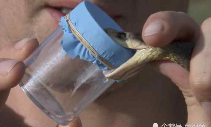 一百头蛇 地表最毒的蛇，毒性是眼镜王蛇的20倍，咬一口可杀死100人！