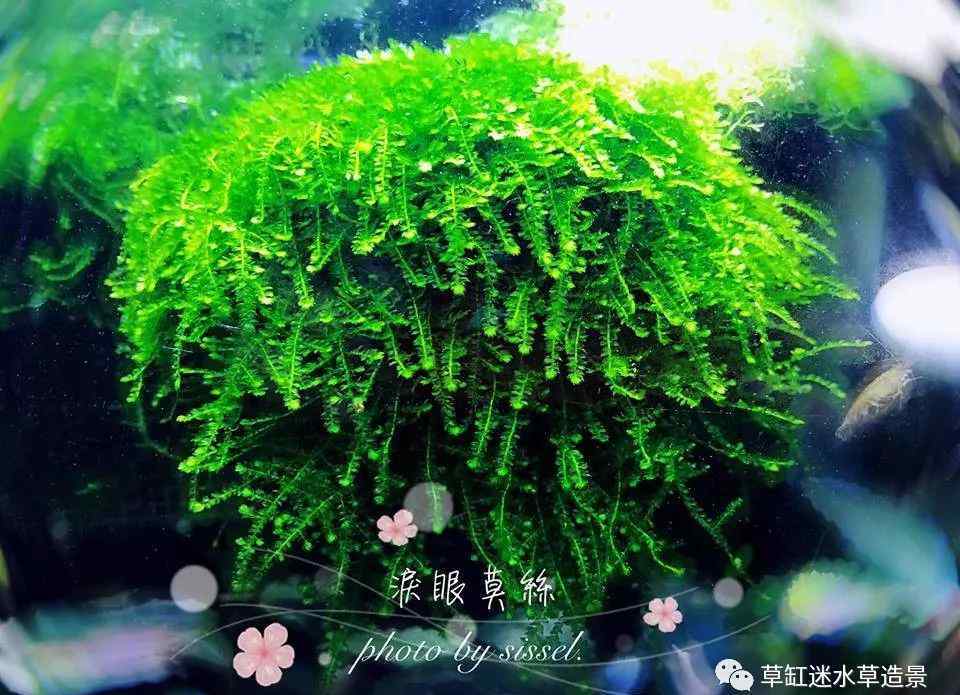 鹿角苔 草缸迷·百科——常见莫斯品种