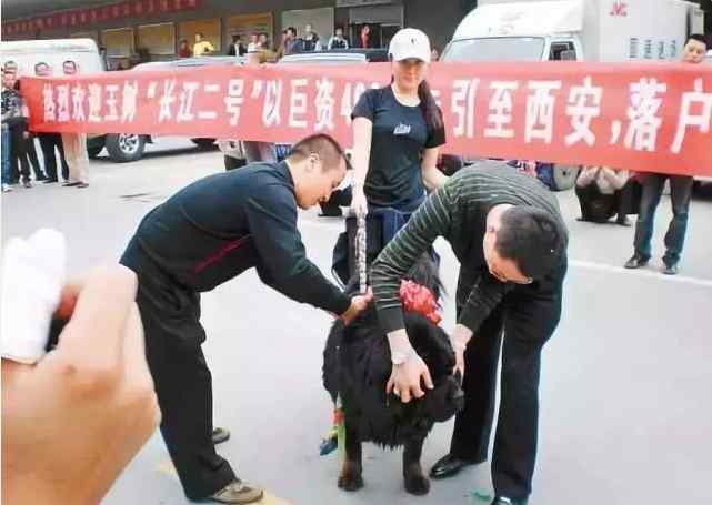 天价藏獒 曾经4000万一只，如今却无人问津，藏獒的天价成为泡沫！
