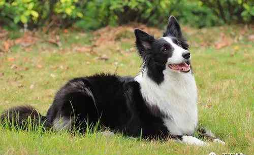 狗狗缺钙的症状 怎么判断狗狗是不是缺钙？狗狗缺钙了该怎么补？