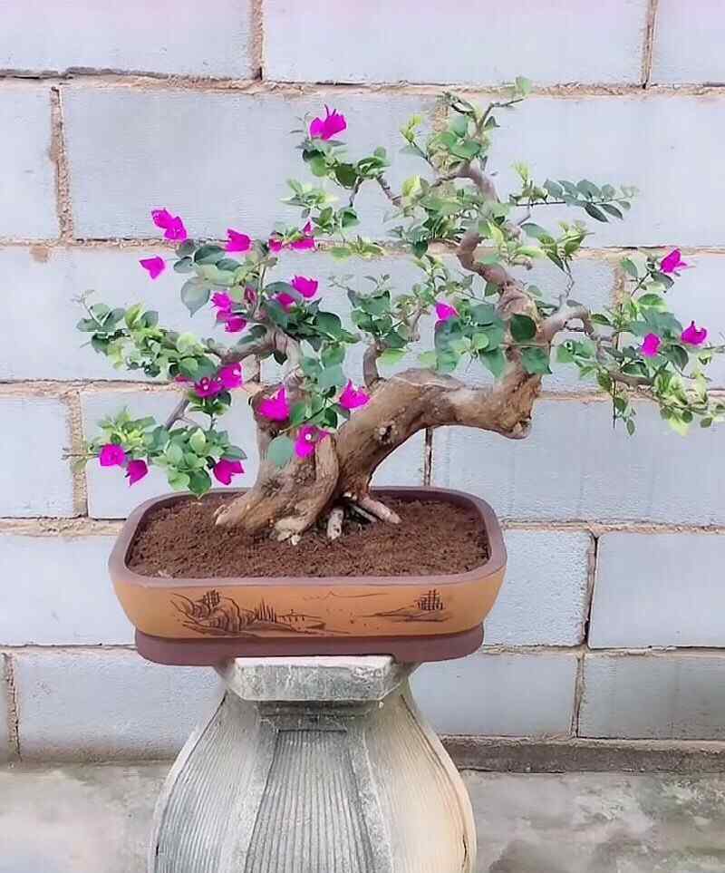 三角梅什么时候修剪 三角梅怎么修剪？记住“1点”，开花更多，枝繁叶茂，蹭蹭开爆盆