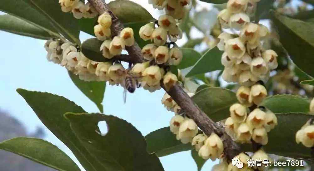 王志忠 岗柃花期的中蜂管理：王志忠 王巧红