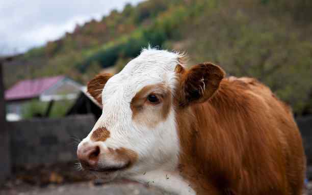 牛犊子价格 牛犊子价格接近万元，养牛还能够赚到钱吗？