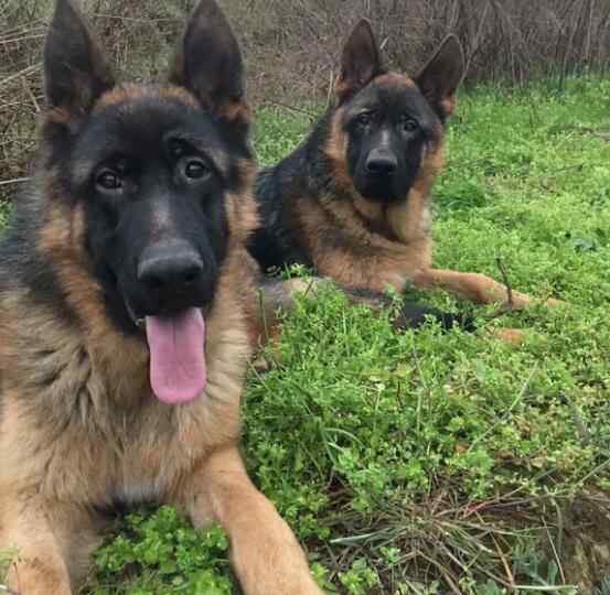 纯种小德牧 纯种德国牧羊犬的标准 教你挑选纯种黑背德牧的方法与技巧文章配图