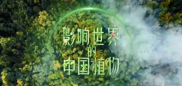 影响世界的中国植物 高分纪录片推荐：《影响世界的中国植物》—让世界了解中国