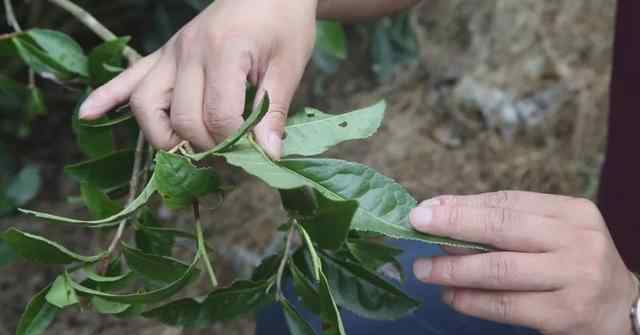 福鼎白茶属于什么茶 福鼎白茶的荒大叶到底是什么样的茶？能让喝过的人恋恋不忘？