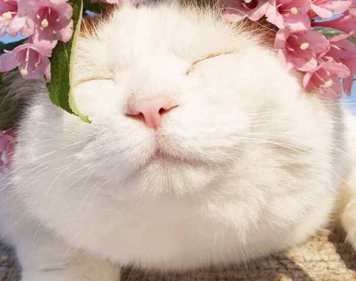 猫掉胡子怎么回事 不小心就把猫咪的胡子撸掉了，怎么办？