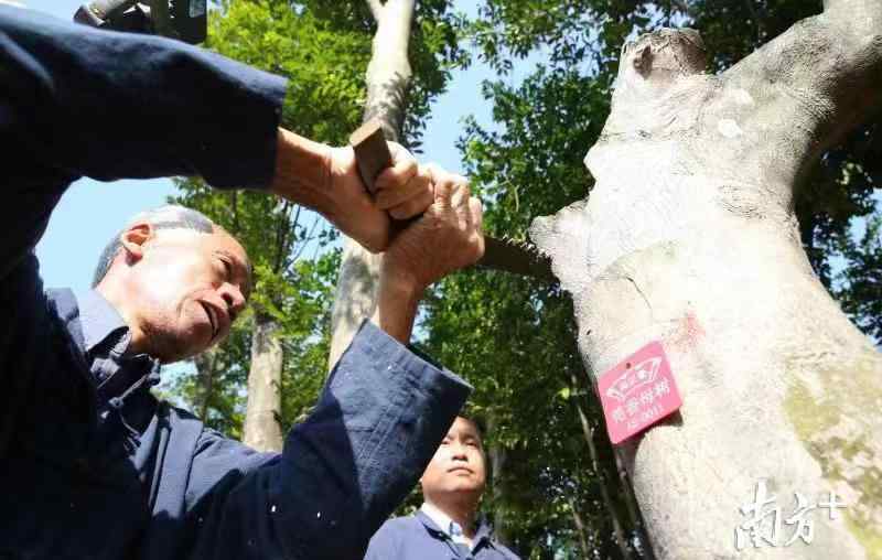 莞香树 又是一年莞香采香时，今年15000棵莞香树可让公众体验采香过程