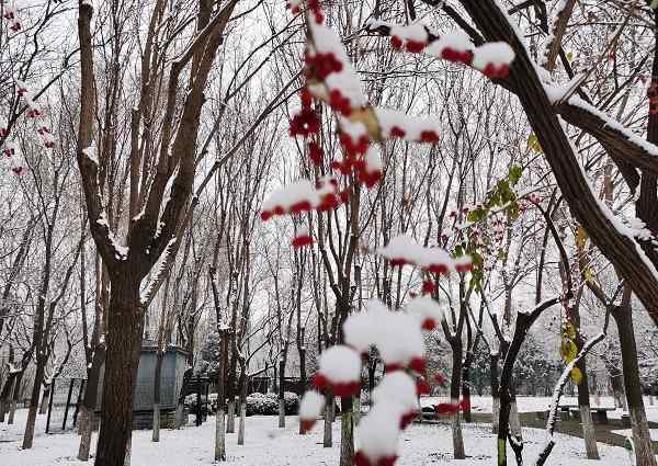 念坛公园 北京的第一场雪念坛公园美丽的雪景