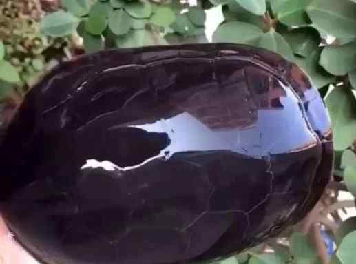 长寿乌龟古董 盘了10年的龟壳包浆铮亮，更惊奇的是里面的乌龟还活着