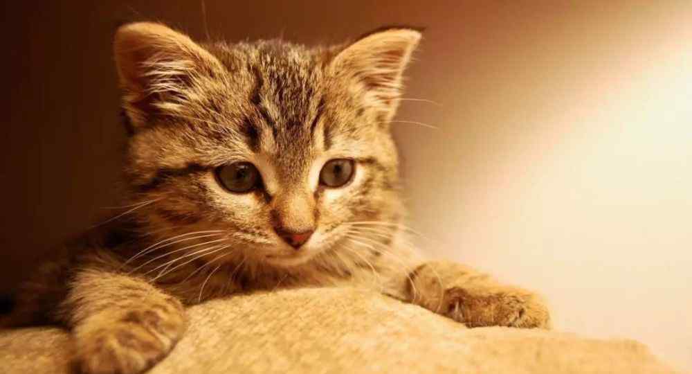 刚回家 刚领回家的小猫为什么会不停的叫？而且越到晚上叫的越厉害……