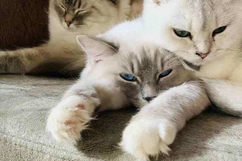 猫挡黄泉路是什么意思 猫黄疸！一定要千万小心，别因为一时疏忽把喵主子送上黄泉路！