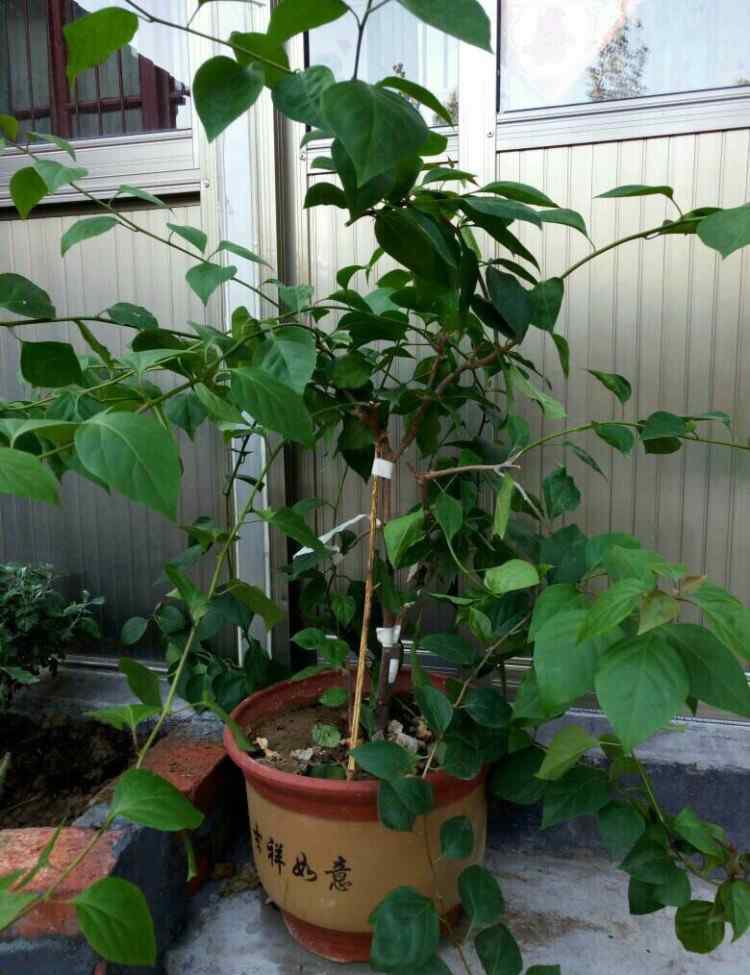 三角梅什么时候修剪 三角梅怎么修剪？记住“1点”，开花更多，枝繁叶茂，蹭蹭开爆盆
