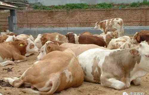 养牛知识 养牛知识大全：肉牛养殖常见技术问答