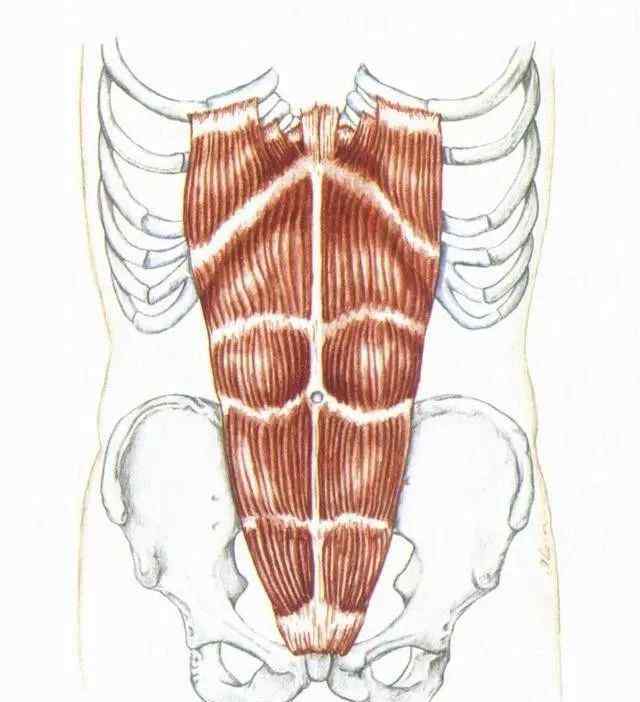 肌腹 腹肌4种肌肉