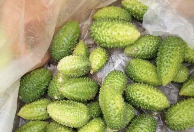 野黄瓜 在山上，1种植物人称“野黄瓜”，结出的果子“带着刺”，珍贵！