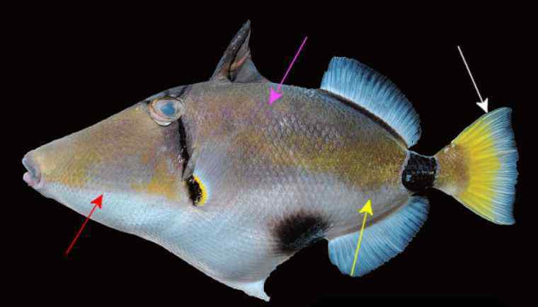 炮弹鱼 稀有鱼类中的稀有品种，粉红色的深海炮弹鱼你见过吗？