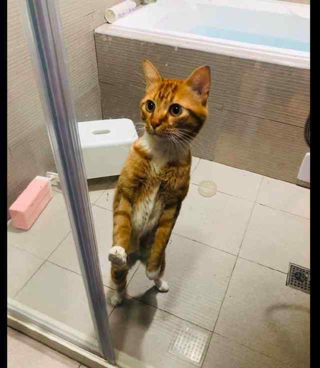 傅文佩开门呐 猫咪误把浴室的玻璃门关上了，在里面着急向主人求助：快开门呐！