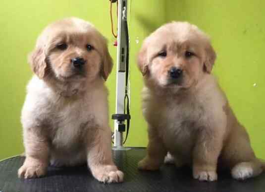 金毛幼犬训练 金毛犬几个月训练最佳 如何训练金毛幼犬？训练金毛犬的方法步骤