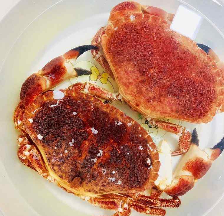 面包蟹怎么吃 膏黄肉甜的面包蟹就得这么吃