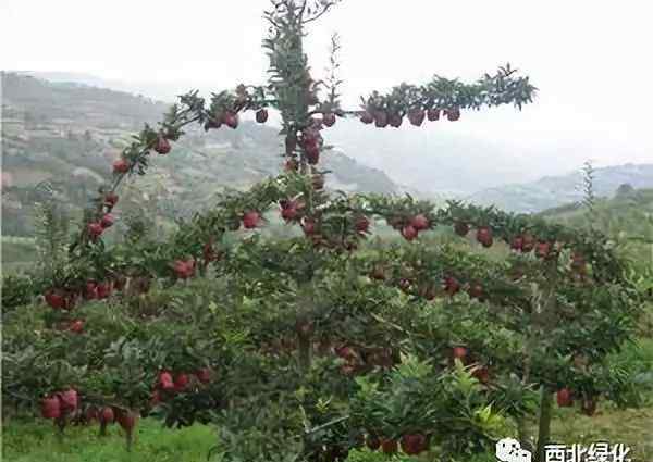 纺锤形 苹果树纺锤形和开心形 整形修剪技术